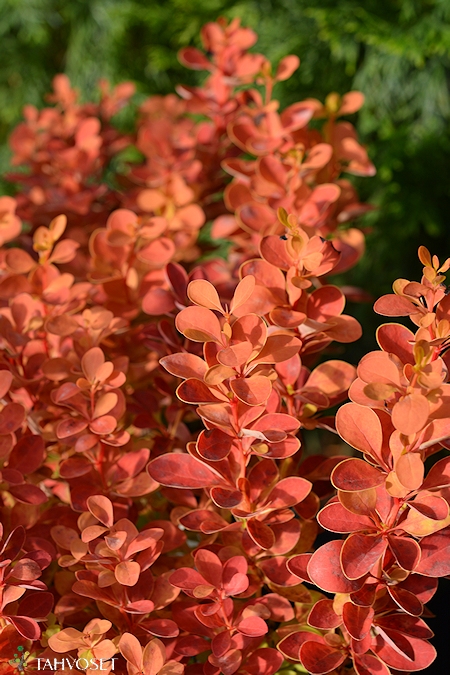 Berberis thunbergii 'Orange Ice', japaninhappomarja